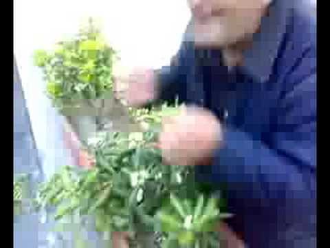 vecienzo granatello...by Ciro pepp o sniff carmine o sikk ca