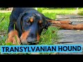 Transylvanian Hound TOP 10 Interesting Facts