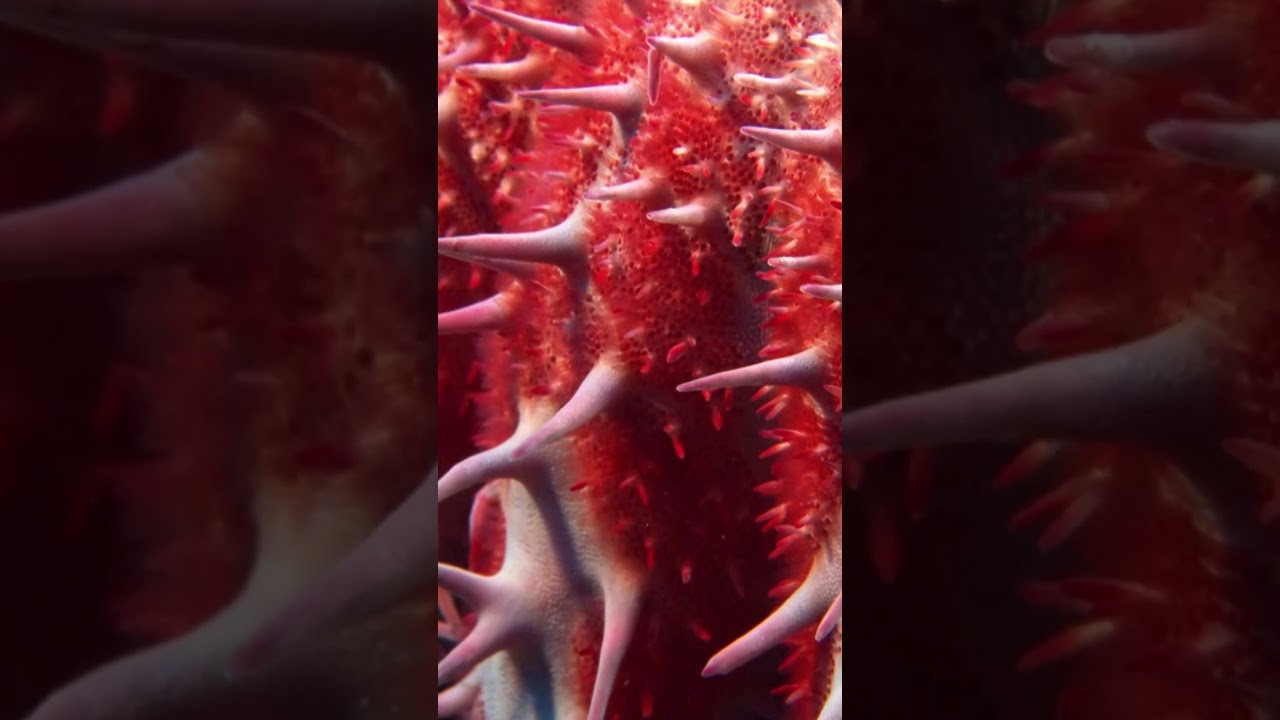 Crown of Thorns Starfish