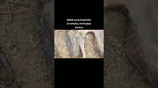 Download lagu penemuan bangkai naga viral #shorts  #viral mp3