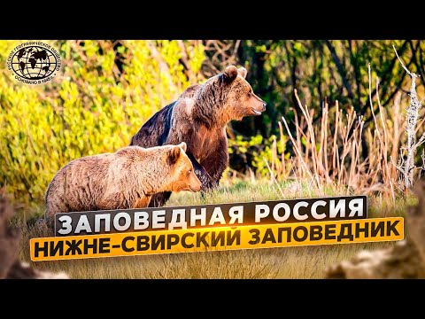 Заповедная Россия. Нижне-Свирский заповедник | @rgo_films