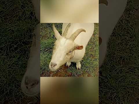 صباح الخير من المزرعة 🐓🐄🦆☀️