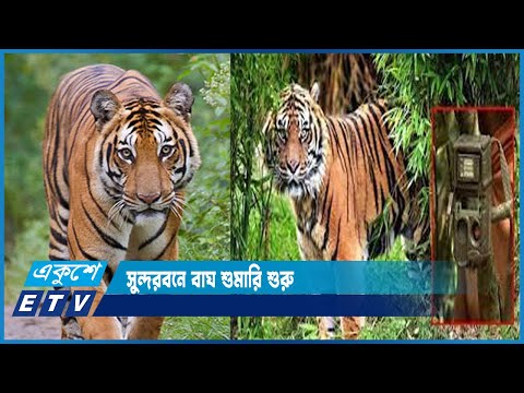 সুন্দরবনে তৃতীয়বারের মতো শুরু হয়েছে ক্যামেরা ট্রাপিং পদ্ধতিতে বাঘ শুমারি | ETV News
