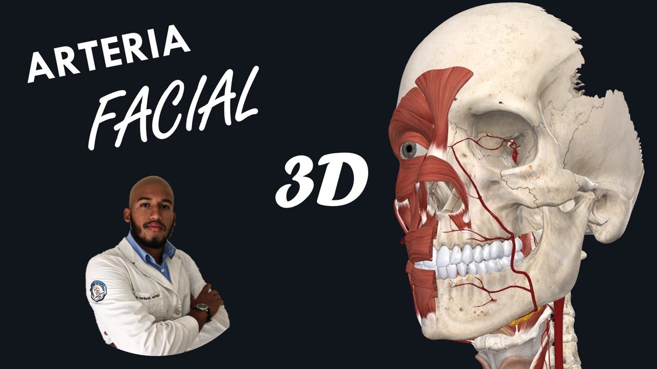 Anatomía - Arteria Facial en 3D (Origen, Trayecto, Ramas y Relaciones)