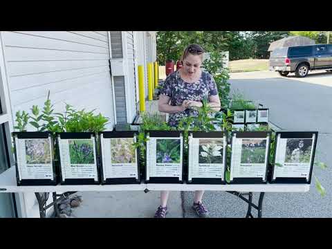 Mondays with Martha #57 - Native Plants for Pollinators