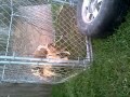 Pitbull Breeding Bossxhazel