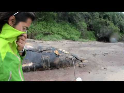 Beached Minke Calf Whale Tagged #175 Pointe-Lebel Quebec June 2012