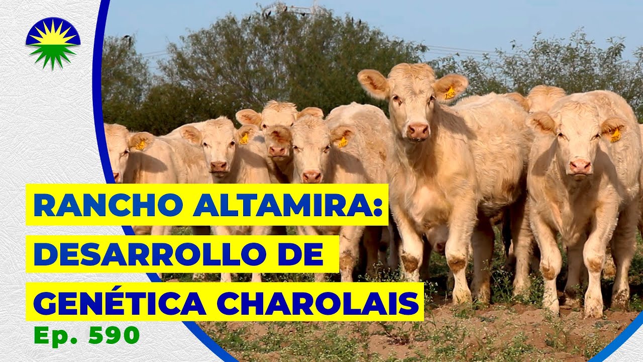 590. Rancho Altamira: Desarrollo de genética Charolais