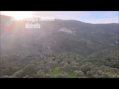  olive oil extravirgin Salamone Group