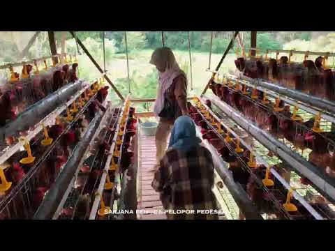 Potensi Budidaya Ayam Petelur