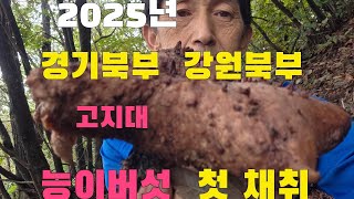 2025년  경기북부지방  고지대 능이버섯 첫 채취  