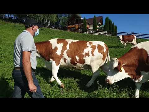 Vizita la ferma familiei Manescu, Sohodol, ALBA (21.08.2020)