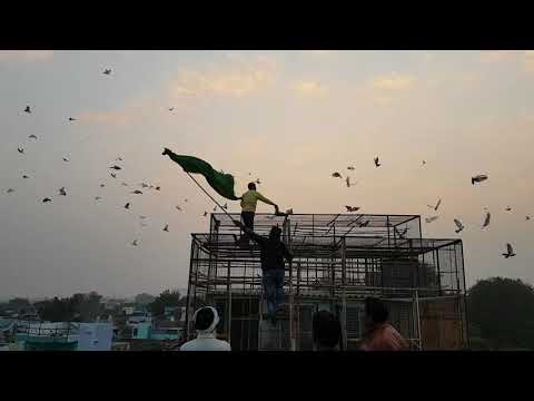 High flying pigeon Udan 2017 ustad jafar bhai 301 kota rajhsthan