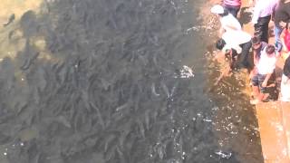 preview picture of video 'Fishes in Tunga River at Sringeri Temple'