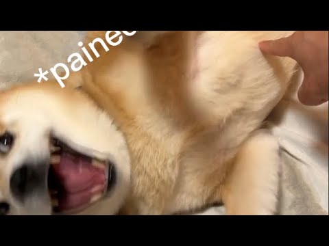 Shiba gets called fat, screams about it for a minute