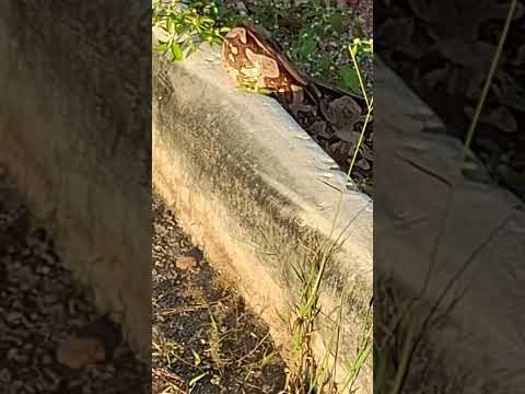 cobra 🐍 sítios ponbos entre Belém e cachoeira interior da #paraiba