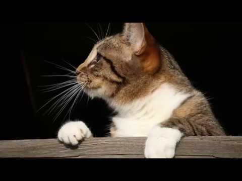 Cat peeing problem - Unpleasant associations can prevent accidents