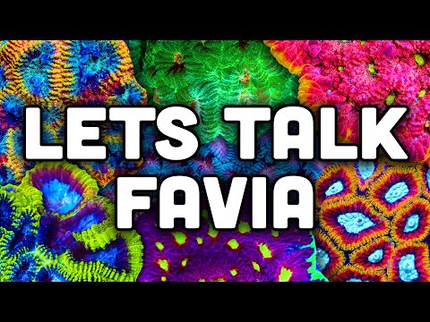 Favia Your New FAVORITE Coral! | Coral Care Guide