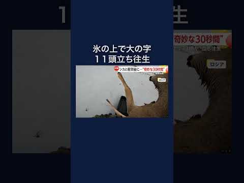 ロシアでは凍った湖上でツルツル滑って“立ち往生”の11頭救出　#shorts
