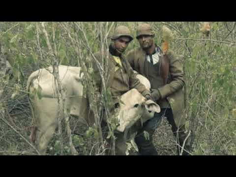 Toada vaca lavareda ft: Ramon baianinho