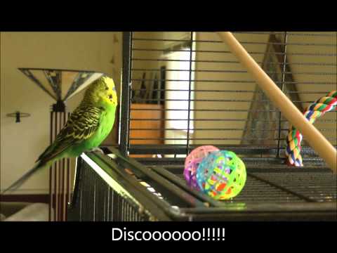 Disco the Talking Parakeet Is an Internet Sensation!