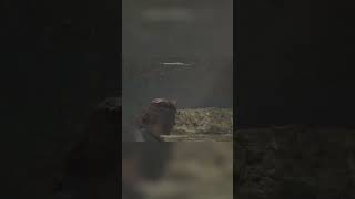 Swimming Through Murky Waters: Underwater Adventure! #shorts