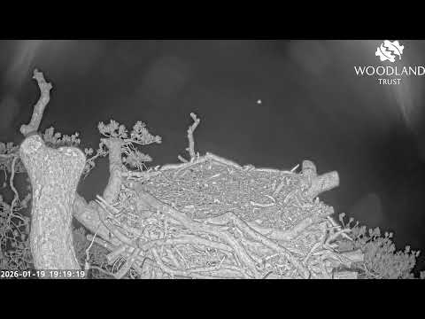 Loch Arkaig Osprey Camera 2