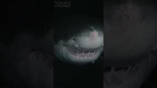 Great White Shark at Night #shorts #sharks #greatwhiteshark