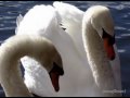 ERNESTO CORTAZAR - With you 