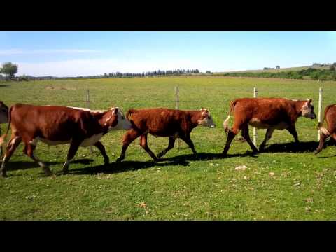 En Venta 35 Novillos de 1 a 2 Años, Maldonado.