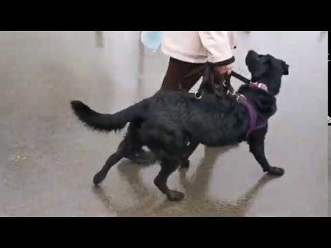 Well Heeled Hounds video.