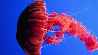 12 BIGGEST Jellyfish