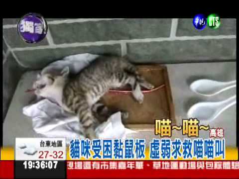 黏鼠板黏到貓 動彈不得喵貓叫