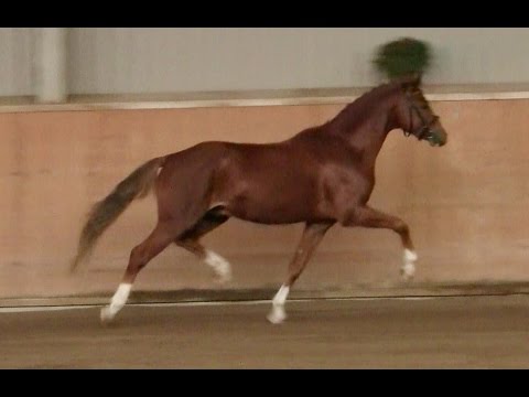 3. Ponyforum Hengsttage CON FETTI v. Caramel FH - The Breas my Mobility