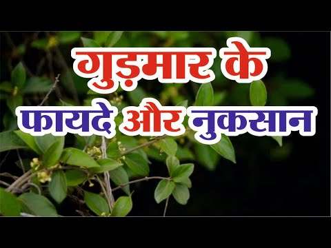 Benefits and Side Effects of Gudmar | Gudmar Ke Fayde | Gudmar Plant