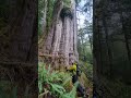 Huge Old Growth trees #shorts #oldgrowth