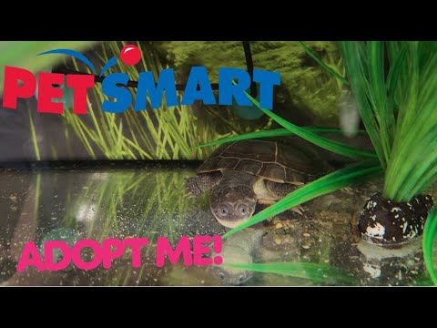 Petsmart Turtle Price