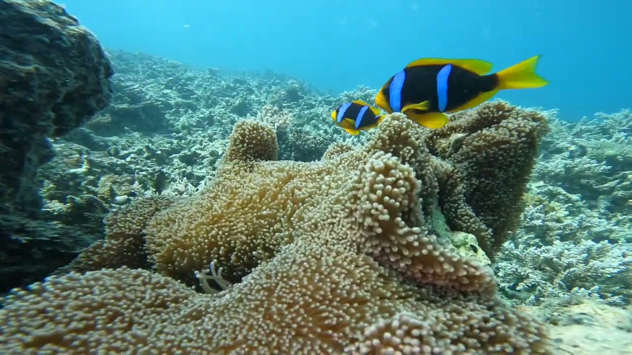 FIJI YACHT CHARTER