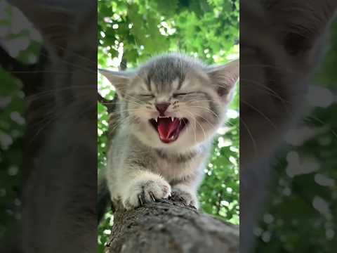 10 MOST POPULAR CAT VIDEOS ||HOW CAT LIKES YOU #cat