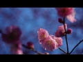Видеообзор Pentax SMC DA 35mm f/2.8 Macro Limited