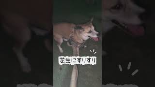 夜のおさんぽ#犬のいる生活#犬のいる暮らし