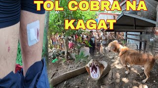DALAWANG JUMBO COBRA AT DALAWANG BESES DIN NAKAGAT SI TOL NG ASO