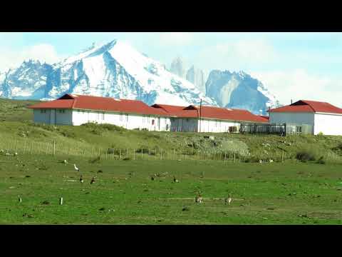 Chloephaga poliocephala (Canquén)