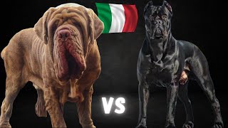 Download lagu 🇮🇹 Italy’s Ancient Bodyguards: Mastino Napoletano vs. Cane Corso 🏆 mp3