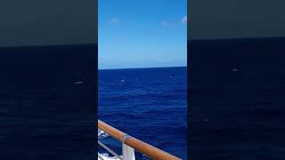 Majestic Princess in the South Pacific #blue #shorts