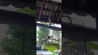 Download lagu merdunya kicauan kepodang kintamani siang hari mp3