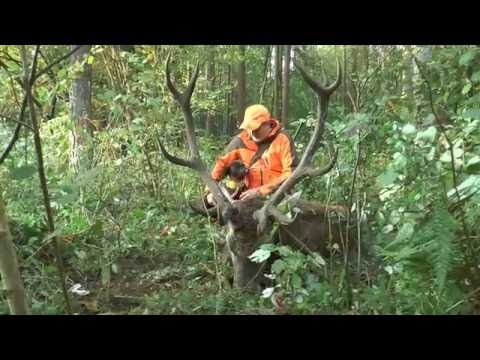 Alter Masurenhirsch erlegt - spannende kurze Nachsuche! Old masurian red stag downed!