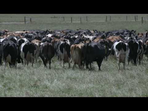 GEA Dairy Farming - CowScout Overview