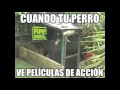 Perro Espia