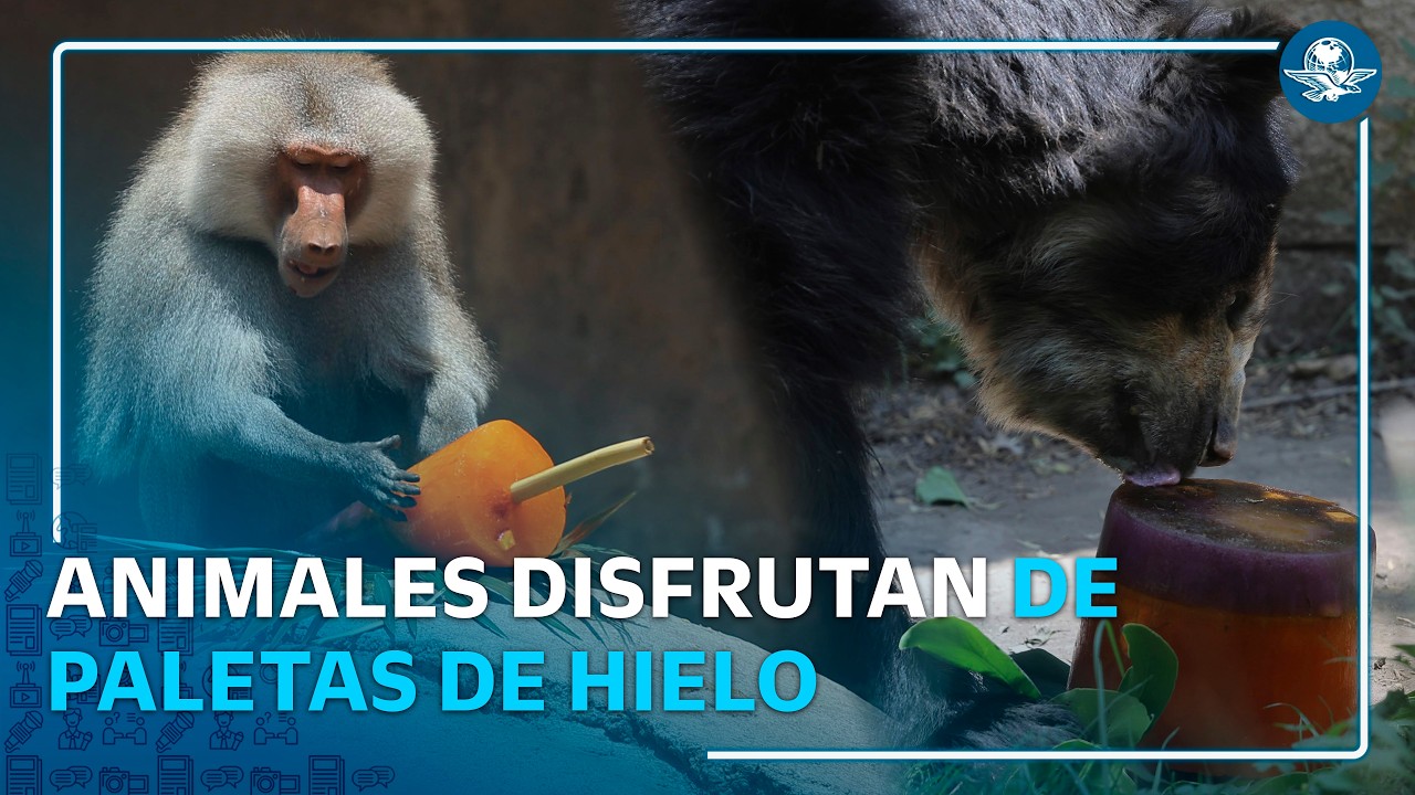 Animales de Chapultepec sortean altas temperaturas con paletas de hielo